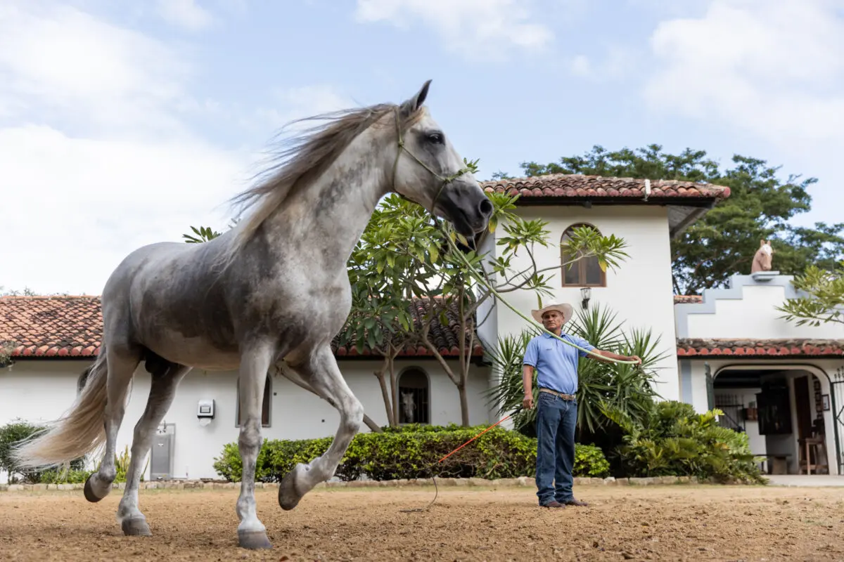 Gray horse being trained by a man in a cowboy hat at Rancho Santana.