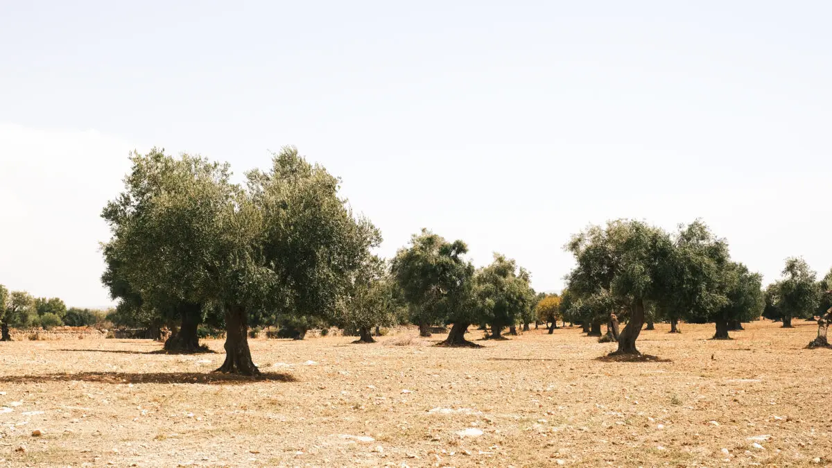Olive trees in a sun-drenched field near Relais Histò Hotel & SPA.