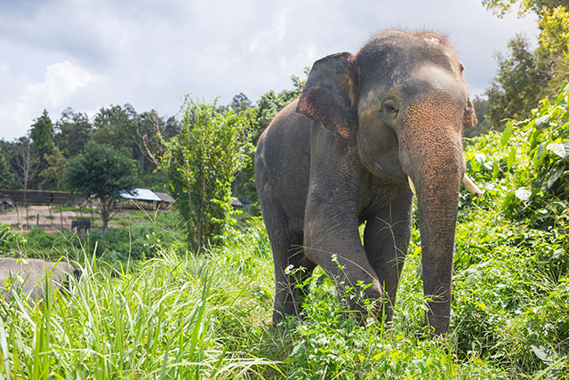 Elephant sanctuary 