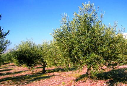 Olive groves