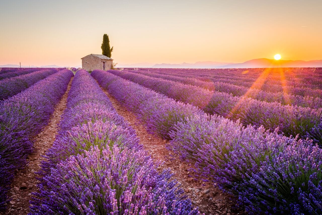 Lavender fields