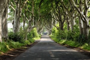road and trees in ireland
