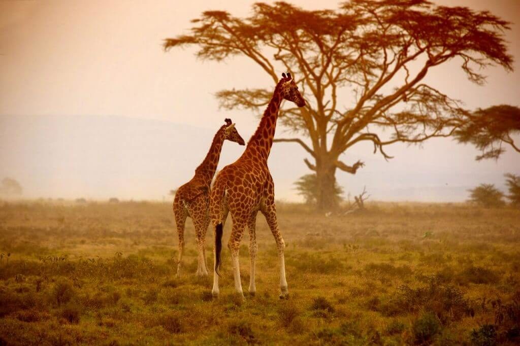 African Safari Adventure