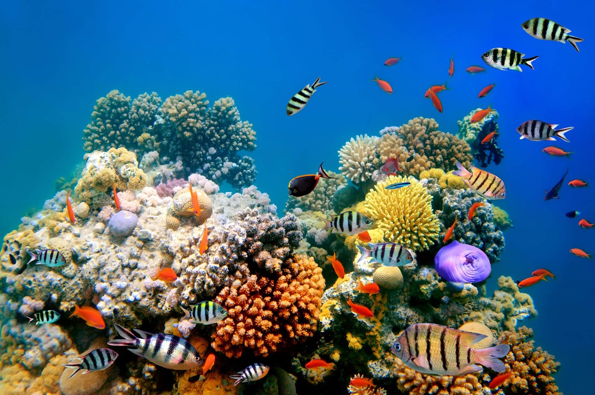 Diving