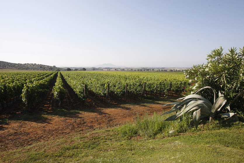 Vineyards