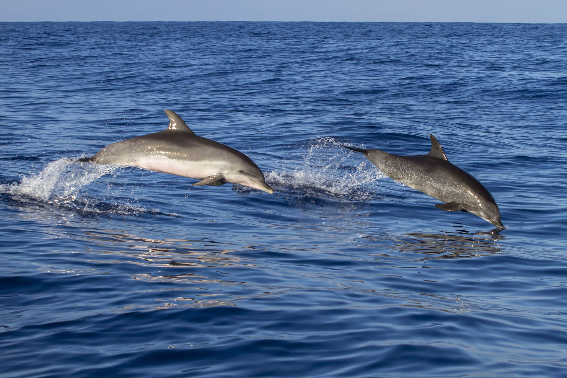 Dolphin watching