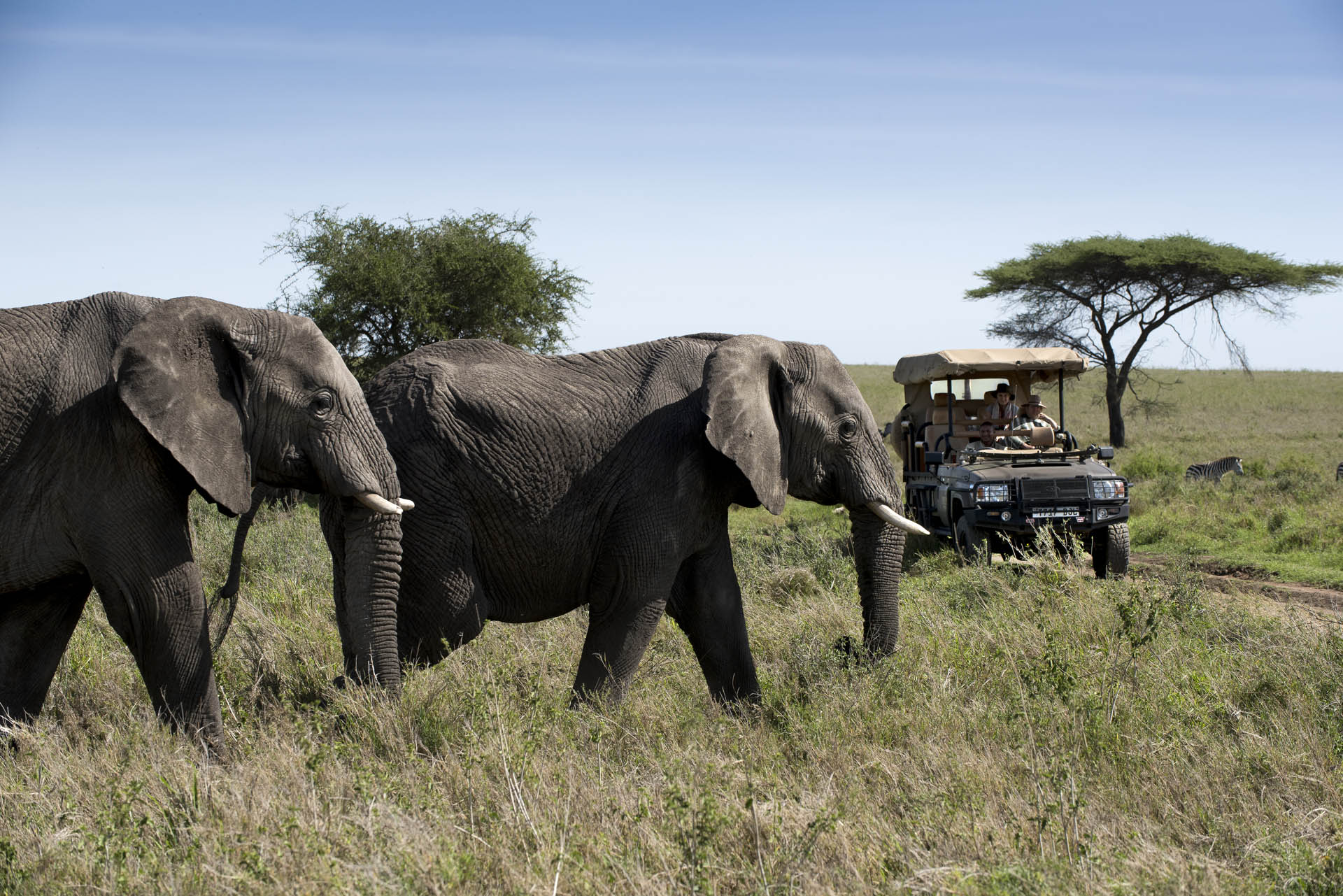 Safari Game Drives