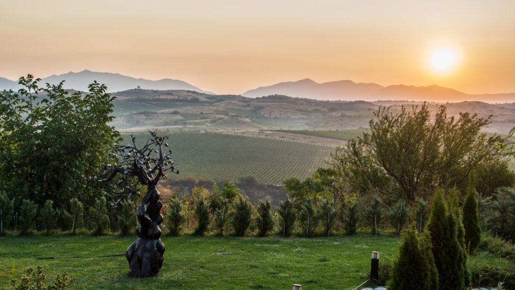 Vineyards at sunset