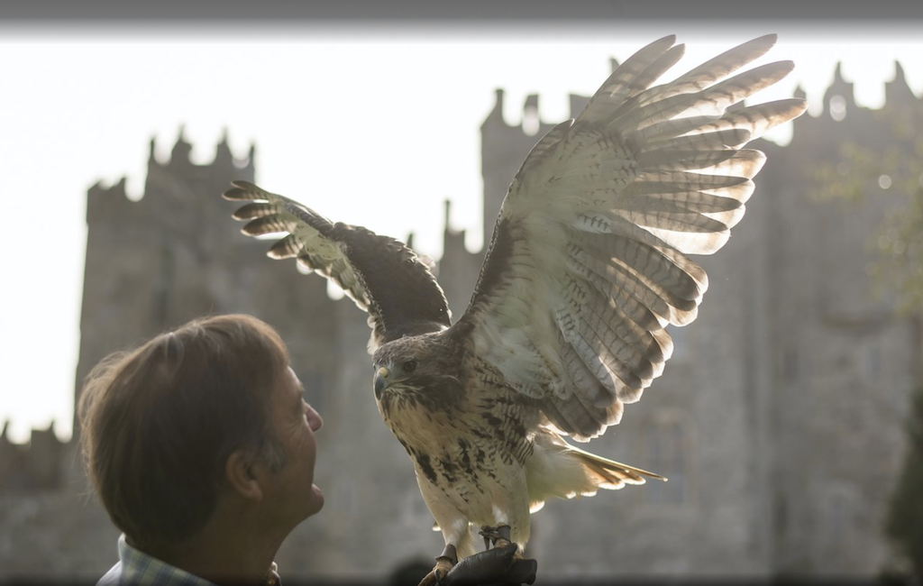 Man with falcon wings flared