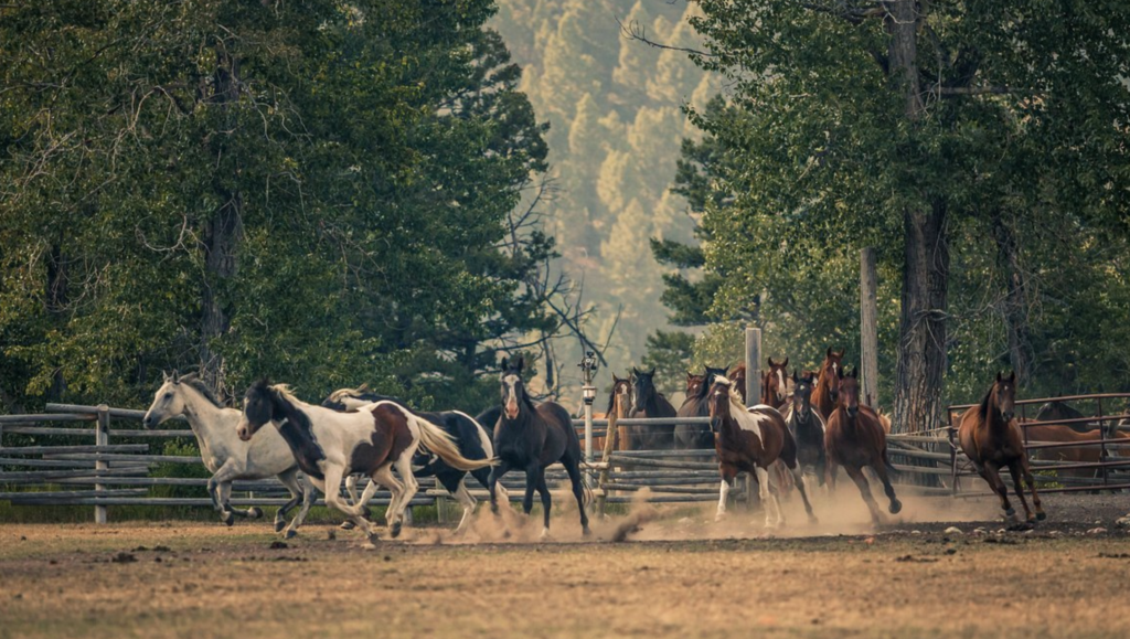 running horses