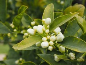 ORANGE BLOSSOM TREE