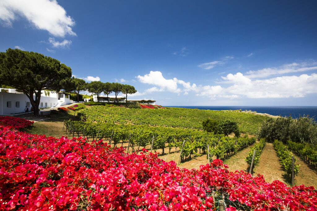 vineyards & gardens with sky