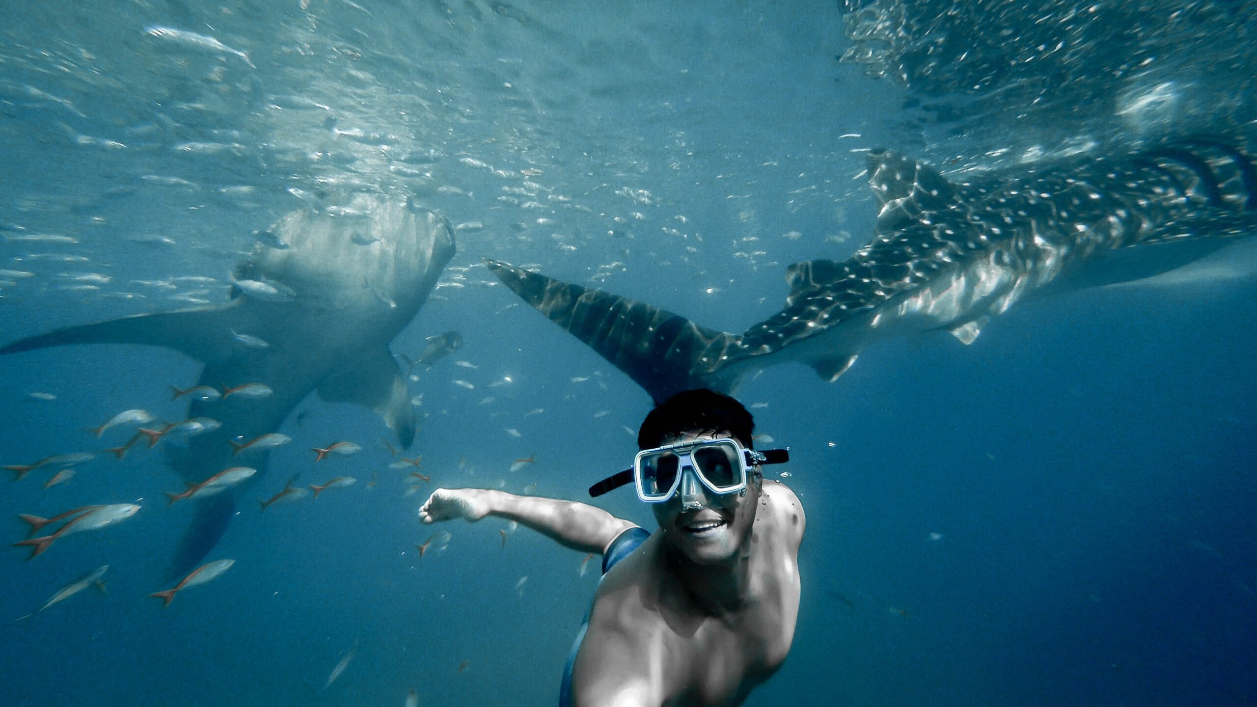 Swim with Sharks